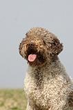 LAGOTTO 130